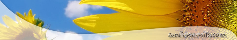 header sunflower01